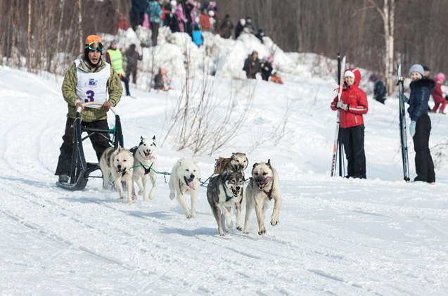 how to be an expert athletic supporter at dog sled races