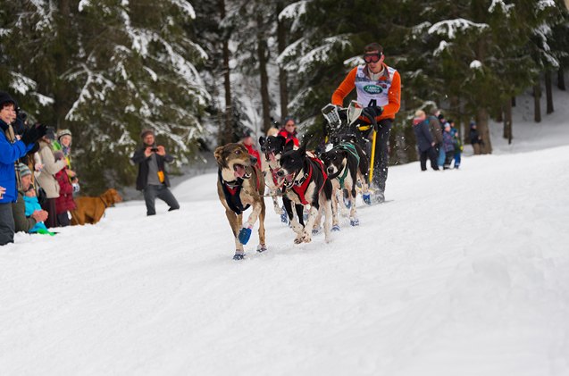 how to be an expert athletic supporter at dog sled races
