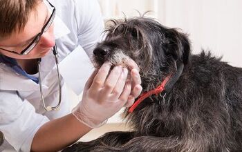What to Expect With a Veterinary Teeth Cleaning