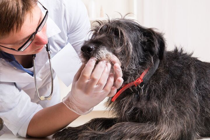 what to expect with a veterinary teeth cleaning