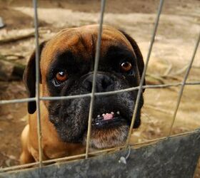 It’s Official: FBI Actively Tracking Animal Cruelty Cases Across U.S