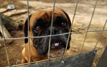 It’s Official: FBI Actively Tracking Animal Cruelty Cases Across U.S