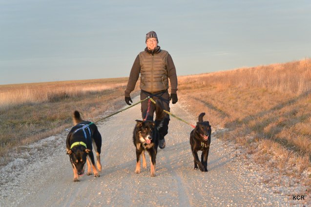 take a hand s off approach to dog walks with hands free walking systems