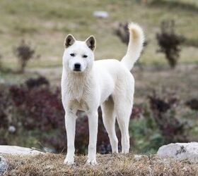 Jindo store dog traits