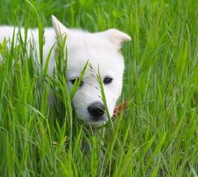 are jindo dogs good pets