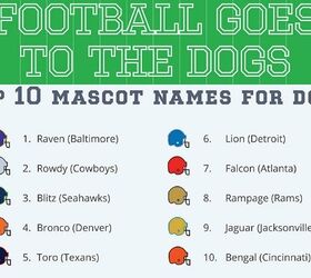 football fans score a touchdown when naming their dogs infograph
