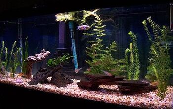 How to Use Floating Plants in Your Planted Tank