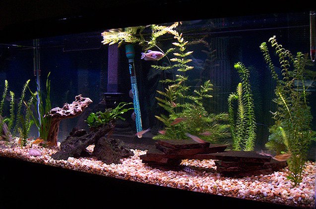 How To Use Floating Plants In Your Planted Tank PetGuide how-to-use-floating-plants-in-your-planted-tank-petguide