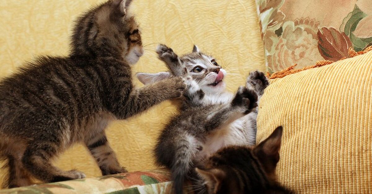 How to Kitten Proof Your Home | PetGuide