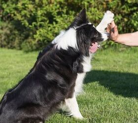 6 Cool Tricks to Teach Your Dog