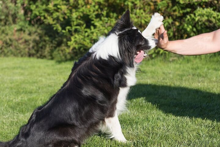 6 cool tricks to teach your dog