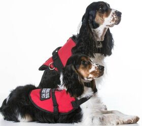 how to find a reputable service dog training program
