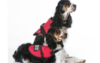 How to Find a Reputable Service Dog Training Program