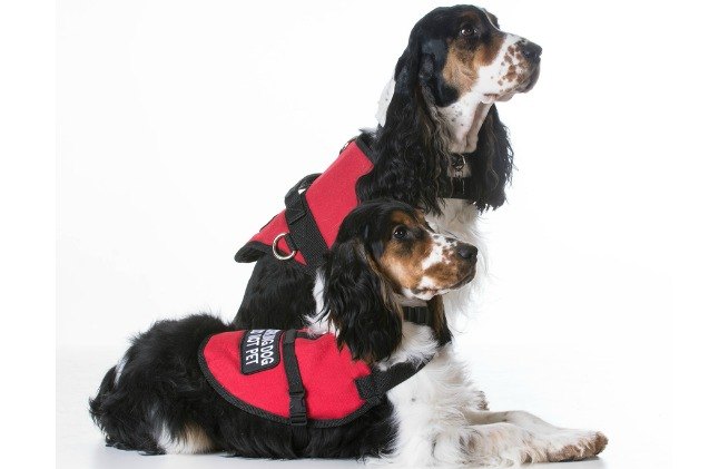how to find a reputable service dog training program