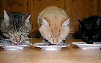 Vital Vittles: The Benefits of Life Stage Diets for Cats