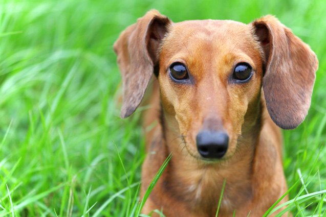 top 10 best dog breeds for apartments part ii