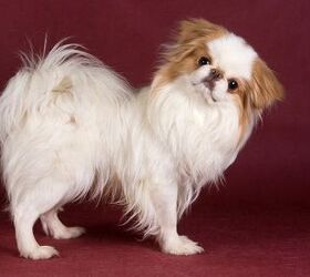 top 10 best dog breeds for apartments part ii