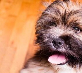 Top 10 Best Dog Breeds For Apartments Part II | PetGuide