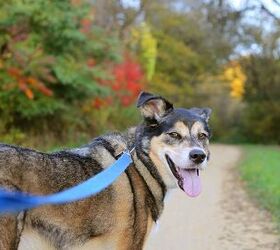 Don’t Worry, He’s Friendly! Training for OffLeash Dog Encounters
