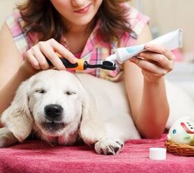 toothy trouble periodontal disease in dogs