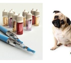 Vaping and Dogs: Is It a Safe Alternative Around Your Pets?
