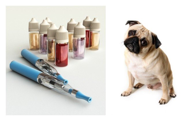 Vaping and Dogs: Is It a Safe Alternative Around Your Pets? | PetGuide Vaping and Dogs: Is It a Safe Alternative Around Your Pets? | PetGuide