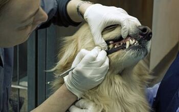 Taking a Bite Out Of Gingivitis in Dogs