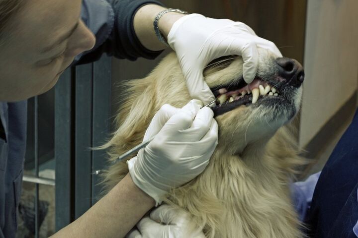 taking a bite out of gingivitis in dogs