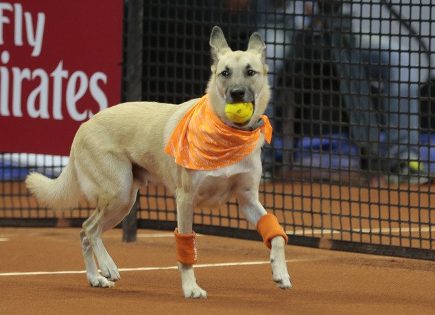 teaching old dogs new tricks at brazil s tennis exhibition video