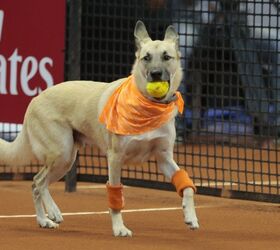 Teaching Old Dogs New Tricks at Brazil’s Tennis Exhibition [Video]