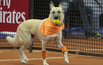Teaching Old Dogs New Tricks at Brazil’s Tennis Exhibition [Video]