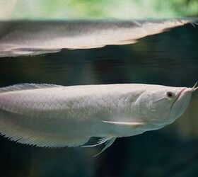 6 Popular Aquarium Fish You Need To Avoid