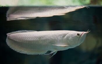 6 Popular Aquarium Fish You Need To Avoid