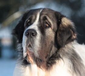 Pyrenean store mastiff rescue