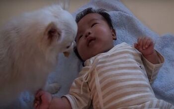 Crying Baby Offered a Treat by Concerned Dog [Video]