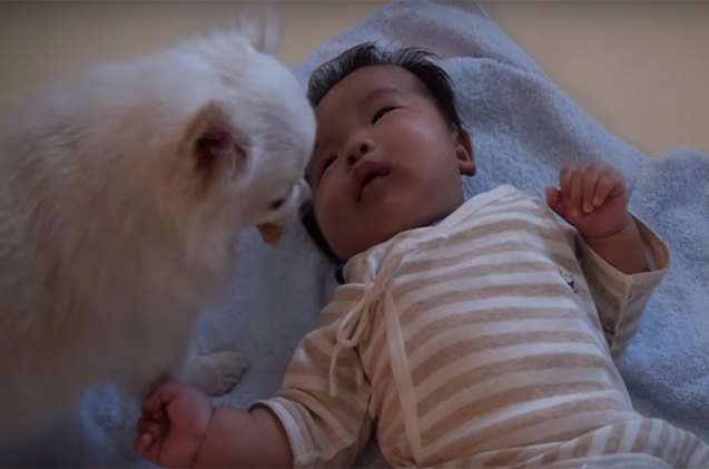 crying baby offered a treat by concerned dog video
