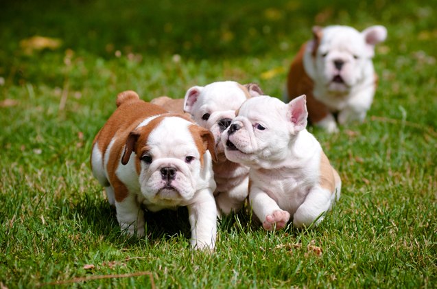 top 10 cute dog name trends for 2016