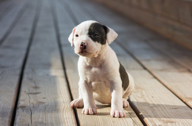 top 10 cute dog name trends for 2016