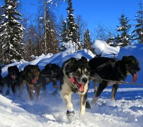 7 Cool Facts About the Iditarod Race