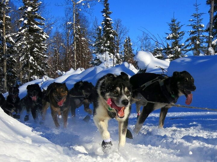 7 cool facts about the iditarod race