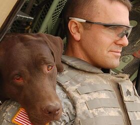 New Bill Passed to Bring Military Dogs Back Home