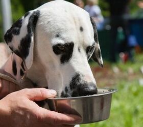 How Water is Important for a Dog’s Digestive Health