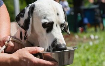 How Water is Important for a Dog’s Digestive Health