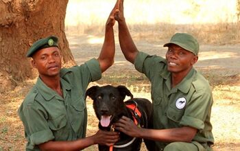 Former Rescue Ruger the Hero Dog Sends Poachers Packing