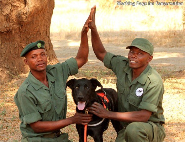 former rescue ruger the hero dog sends poachers packing