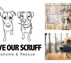 Shelter Spotlight: Save Our Scruff