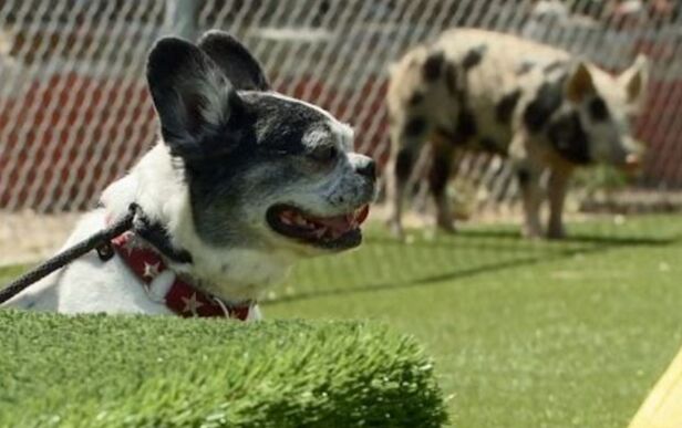Cesar Defends Actions, Says Incident Blown Out Of Proportion | PetGuide
