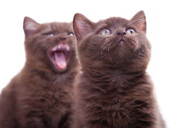 Pets York Chocolate Cat Price Kittens For Sale In Wiltshire Pets4Homes