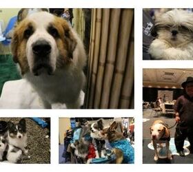 Top 10 Cutest Pets at Global Pet Expo