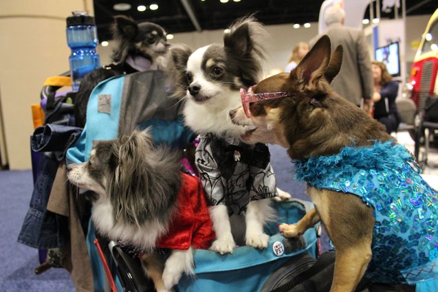 top 10 cutest pets at global pet expo
